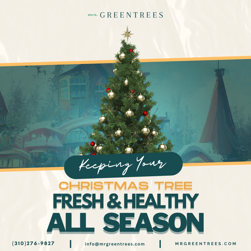 Keeping Your Christmas Tree Fresh & Healthy All Season