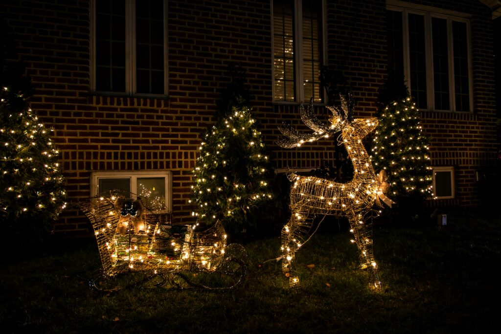a group of trees with christmas lights