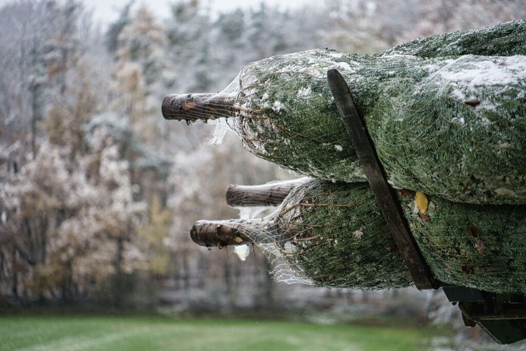 a pile of pine tree netted up and being carried by a fork lift