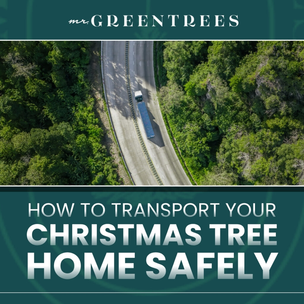 How to Transport Your Christmas Tree Home Safely