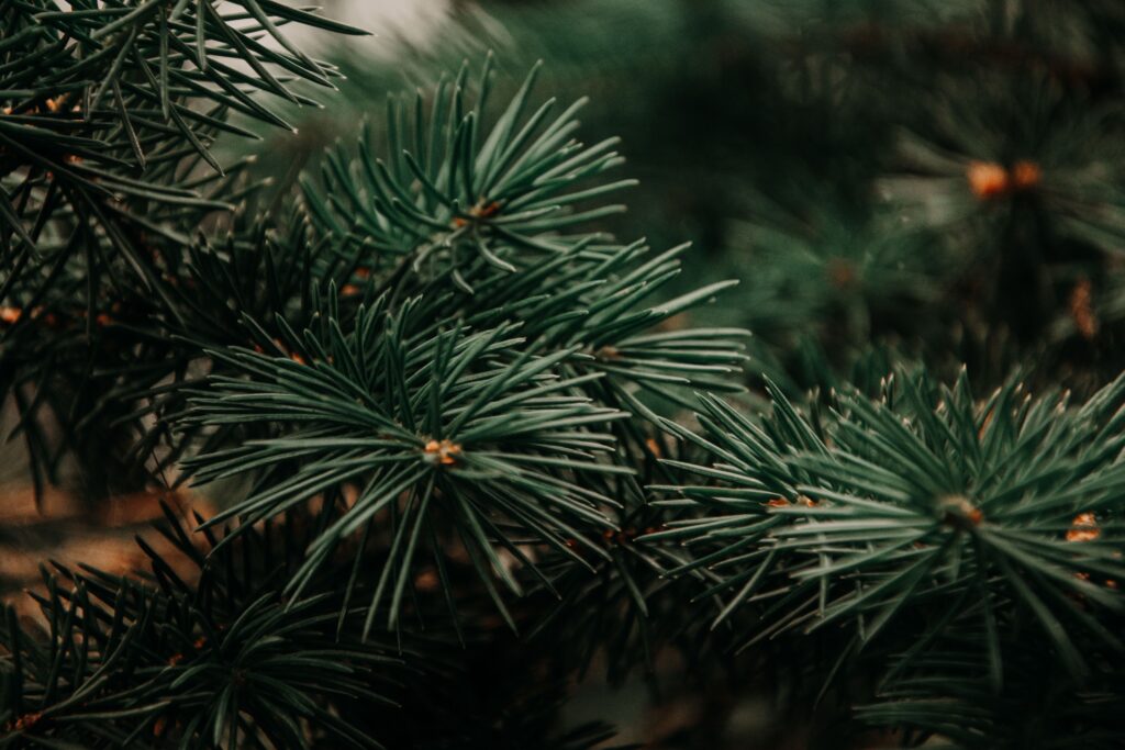 a close up photo of pine tree leaves